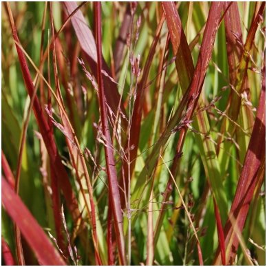 Amur silver-grass 'Shenandoah' 2