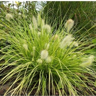 Fountain Grass 'Hameln Gold', C5