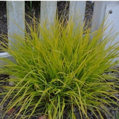 Fountain Grass 'Hameln Gold', C5 2