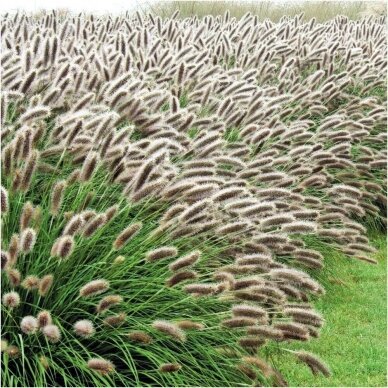 'Lady U' Fountain Grass C10