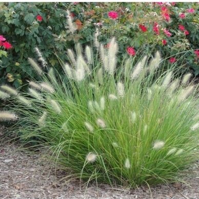 Fountain Grass 'Little Bunny', C2