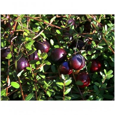 Large cranberry 'Piligrim' C2