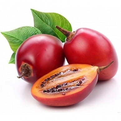 Stambiavaisė basovija (Tamarillo) C5