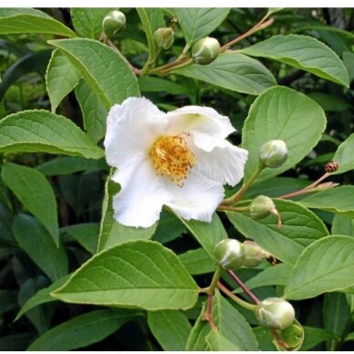 Stewartia monadelpha C10