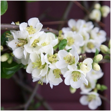 Flowering Quince 'Nivalis' C5