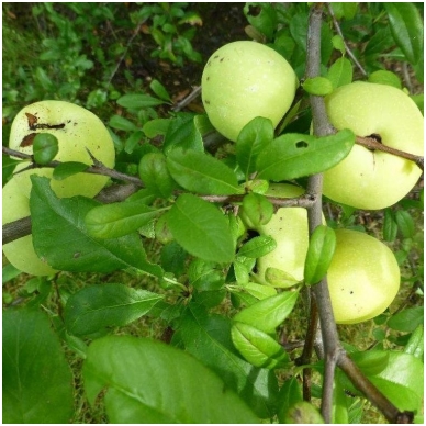 Flowering Quince 'Nivalis' C5 2