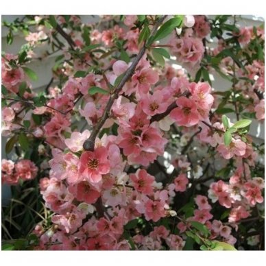 Flowering Quince 'Toyo-Nishiki' C5