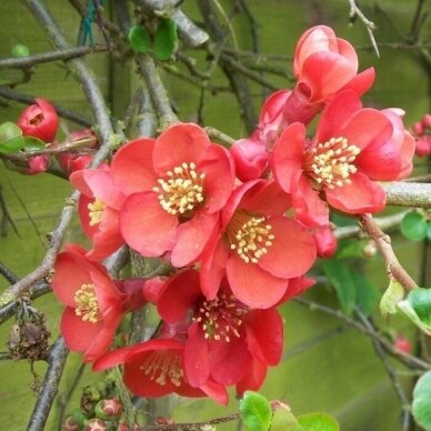 Japanese quince 'ELLY MOSSEL', C5