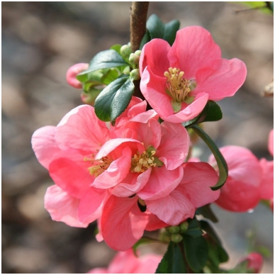 Japanese quince 'Pink Lady' C5