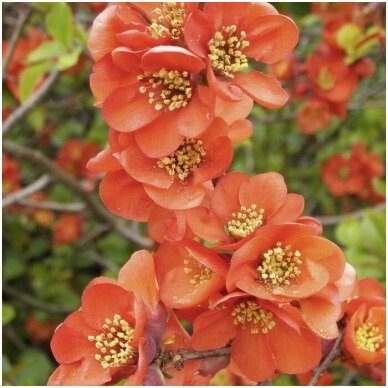 Japanese quince 'Orange Trail' C5