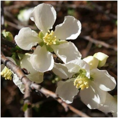 Japanese quince (x) 'Jet trail' A C5