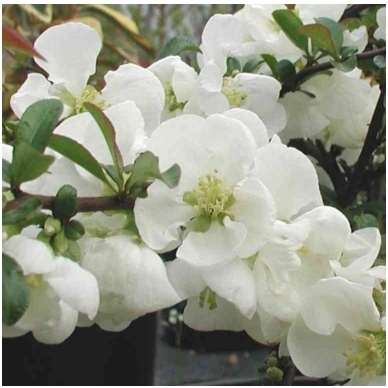 Japanese quince (x) 'Jet trail' A C5 2