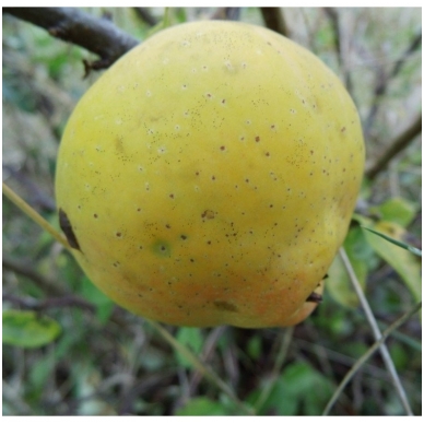 Japanese quince (x) 'Jet trail' A C5 3