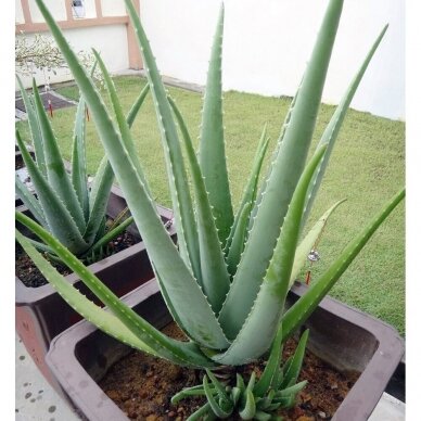 Aloe Vera C2