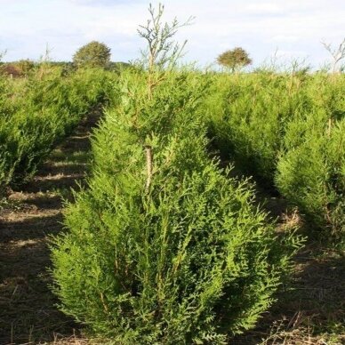 Western Red Cedar 'Atrovirens' (In the ground 150-200)