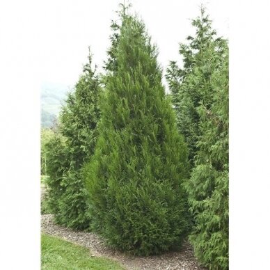 Western Red Cedar 'Atrovirens' (In the ground 150-200) 2