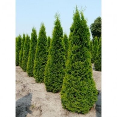 Arborvitae 'Smaragd' (In the ground 110-150)