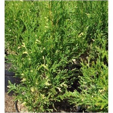 Arborvitae 'Smaragd Variegata' C20, Pa 3