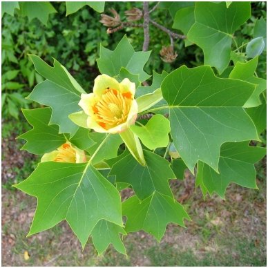 Tulip Tree C5