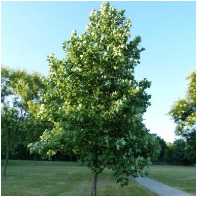 Tulip Tree C5 2