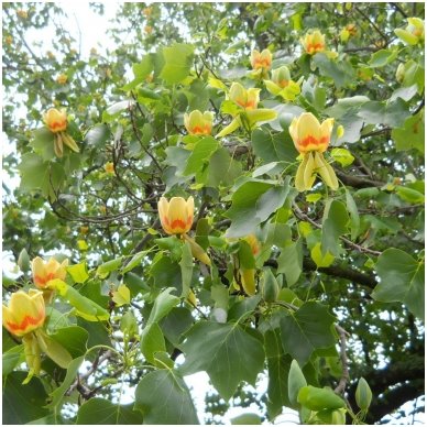 Tulip Tree C5 3