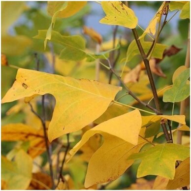 Tulip Tree C20 4