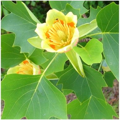 Tulip Tree 'Fastigiatum' C15-20 2