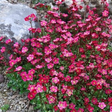 Saxifraga arendsii 'Purpurteppich' C2