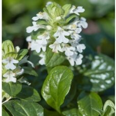 Ajuga 'Alba', C2