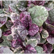 Ajuga 'Burgundy Glow', C2