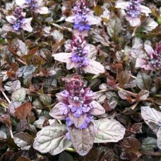 Ajuga 'Mahogany', C2