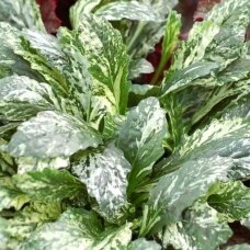 Ajuga 'Sparkler', C2