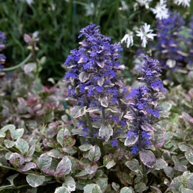 Ajuga 'Burgundy Glow', C2 2