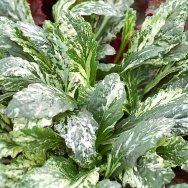 Ajuga 'Sparkler', C2