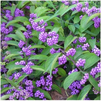 American beautyberry 'Imperial Pearl' C20