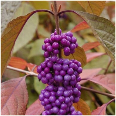 American beautyberry 'Imperial Pearl' C20 2