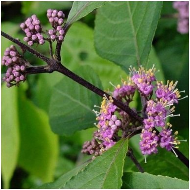 American beautyberry  'Profusion' C5 2