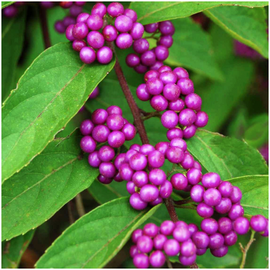 American beautyberry  'Profusion' C5