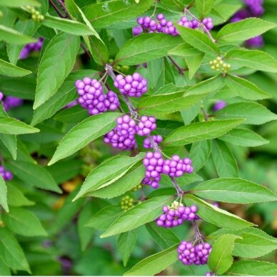 Purple Beautyberry 'Issai' C5