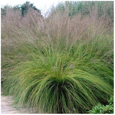 Prairie Dropseed C2