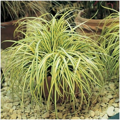 Carex oshimensis 'Evergold' C2