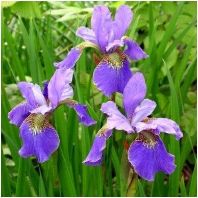 Siberian iris 'Happy Returns', C5