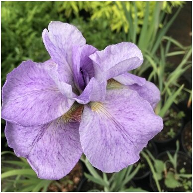 Siberian iris 'Imperial Opal' C5