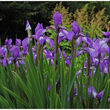 Siberian iris 'Nana' C5