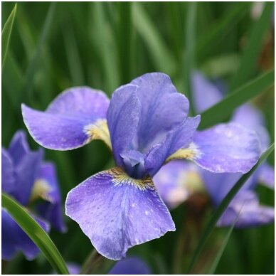 Siberian iris 'Silver Edge' C5 2