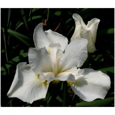 Siberian iris 'White Swirl', C5