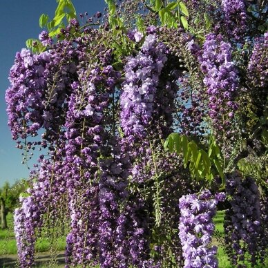 Japanese wisteria 'Violacea Plena', C10