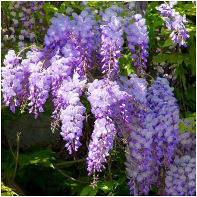 Chinese wisteria C5