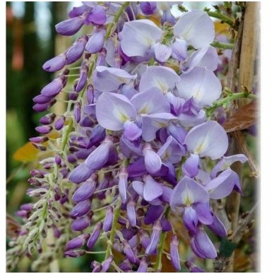 Chinese wisteria C5 2