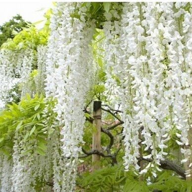 Chinese wisteria 'Texas White', C10